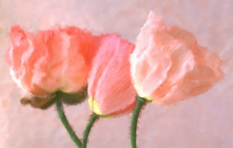 Poppy watercolor  D Steinmeyer